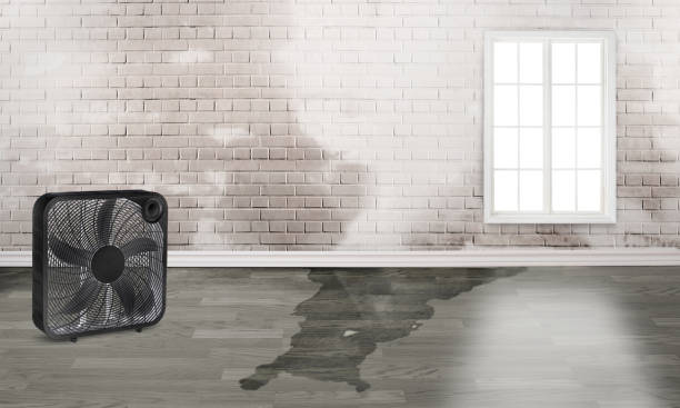 Best Carpet water damage restoration  in Julian, CA